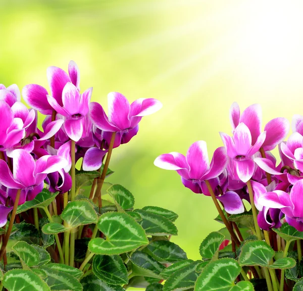 Rosa Blütencyclamen — Stockfoto