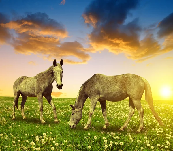 Dva koně na louce — Stock fotografie
