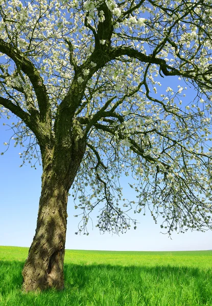 Blühender Kirschbaum auf der Wiese. — Stockfoto