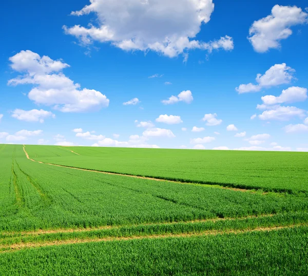 Grönt fält med blå himmel. — Stockfoto