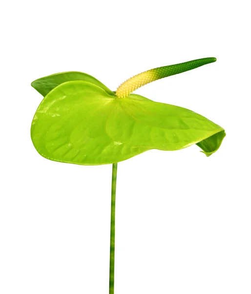 Flor de Anthurium verde — Foto de Stock