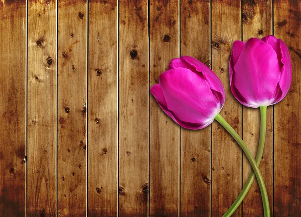 Purple tulips flower — Stock Photo, Image
