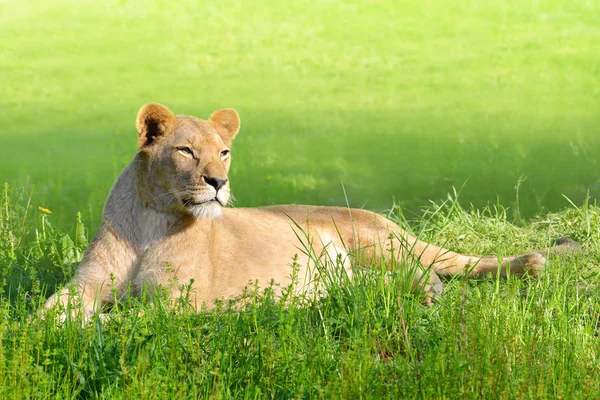 Vrouwelijke Leeuw in gras — Stockfoto