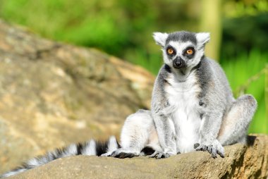 ring-tailed bir lemur portresi 