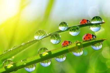 Taze çiğ yeşil çim ve ladybirds.