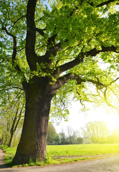 Velký dub v parku. — Stock fotografie