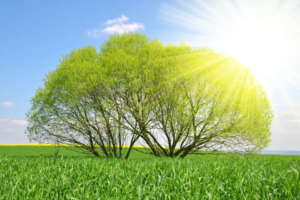 Willow tree on meadow. — Stock Photo, Image