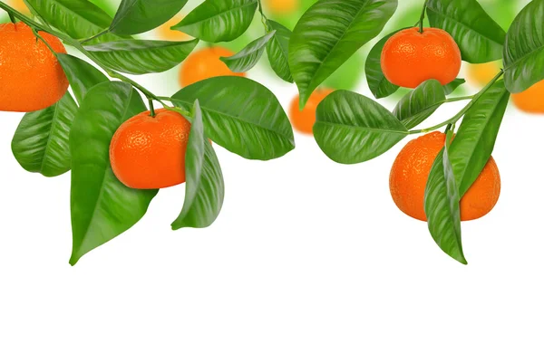 Mandarine Ağaçta asılı mandalina — Stok fotoğraf