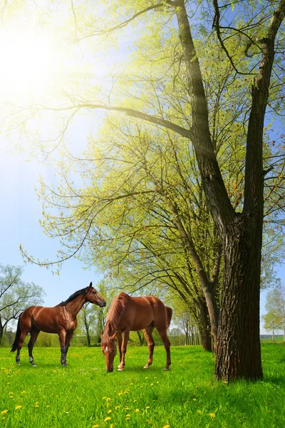 Pferde in einer Frühlingslandschaft. — Stockfoto
