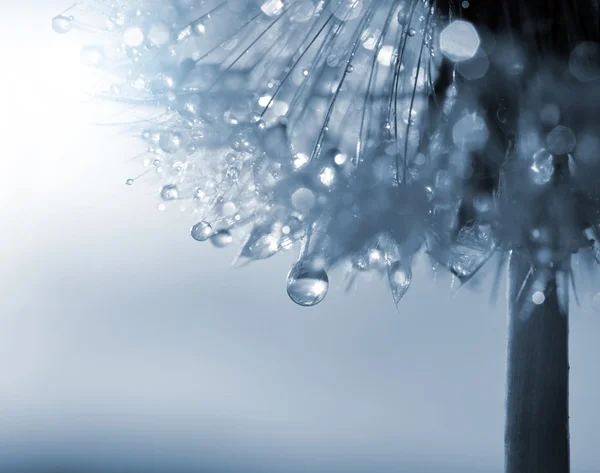 Gotas de orvalho em um dente de leão de flor — Fotografia de Stock