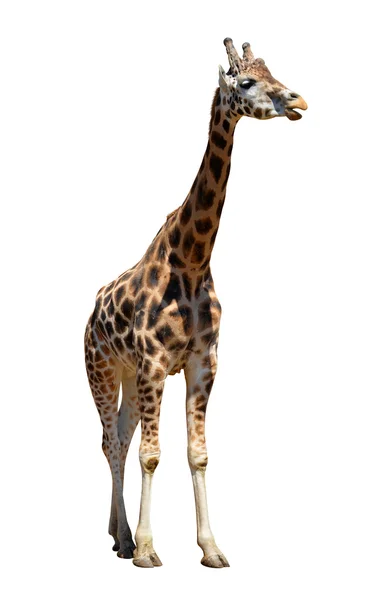 Porträt einer Giraffe — Stockfoto