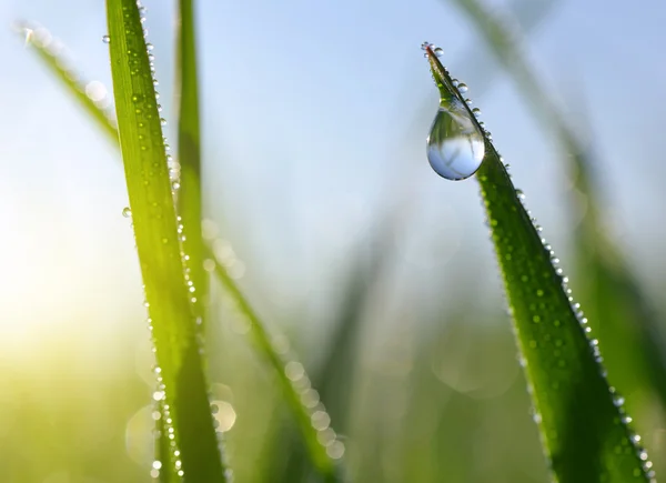 Fresh green grass with dew drops closeup. — Stock Photo, Image