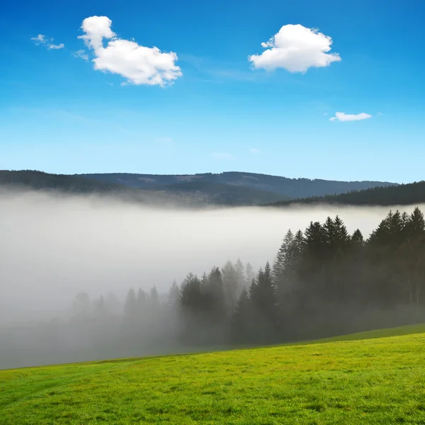 Ранковий туман в Національний парк Sumava — стокове фото