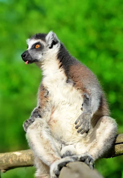 Portrait of a ring-tailed lemur — Stock Photo, Image