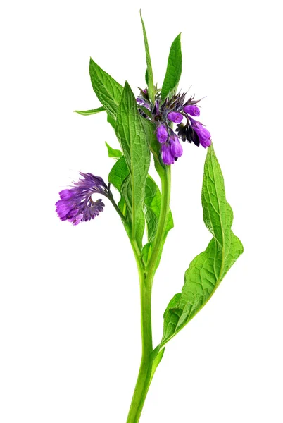 Comfrey (Symphytum officinale) isolated — Stock Photo, Image