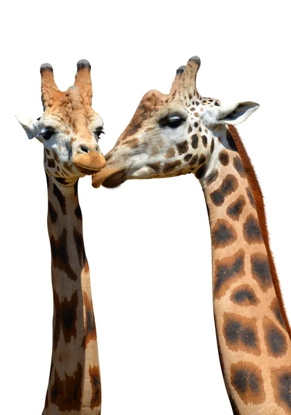 Duas girafas isoladas — Fotografia de Stock