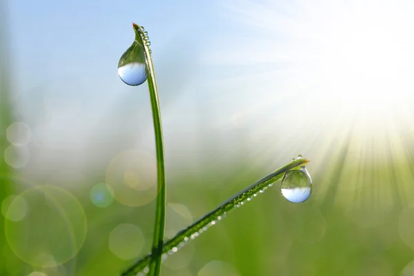 Verse groene gras met dauw druppels close-up. — Stockfoto