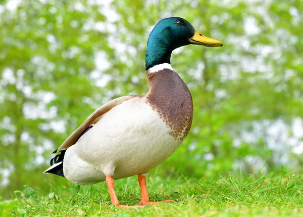 Anatra selvatica o germano reale sull'erba verde . — Foto Stock