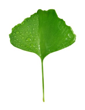 ginkgo biloba yaprak çiy ile damla 