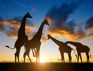 Zürafalar sürüsü 
