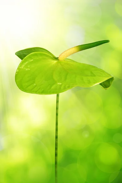 Groene Anthurium bloem — Stockfoto