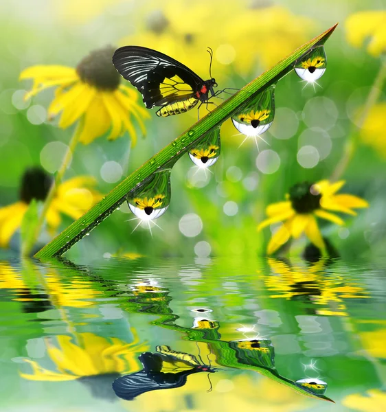 Hierba verde fresca con gotas de rocío y primer plano de mariposa . — Foto de Stock