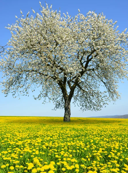 Blommande träd på maskros fält. — Stockfoto