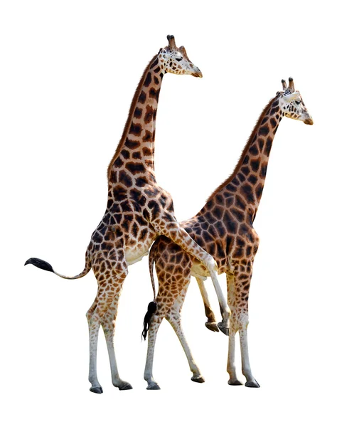 Krycia żyrafy na białym tle — Zdjęcie stockowe