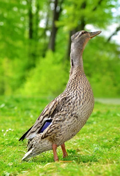 Anatra selvatica o germano reale sull'erba verde . — Foto Stock