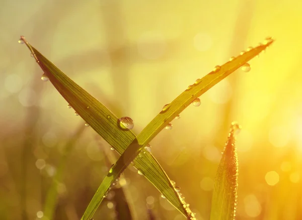 Fresh grass with dew drops at sunrise. — Stock Photo, Image