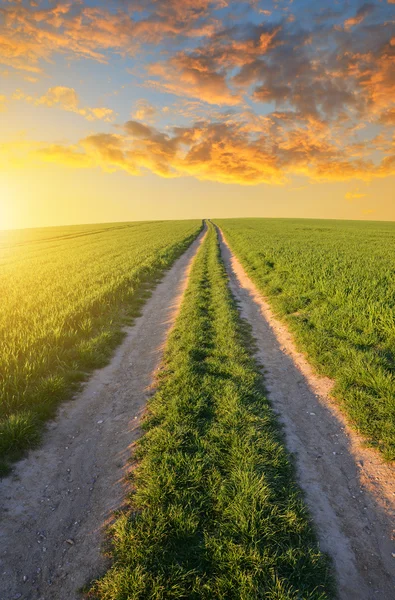 Estrada de terra no campo de trigo ao pôr do sol . — Fotografia de Stock