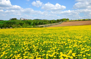 Dandelions çayır üzerinde 