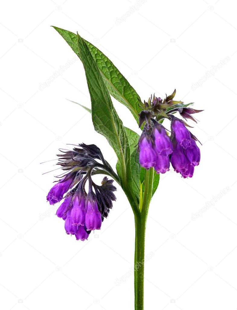 symphytum officinale pomada symphytum officinale pomada