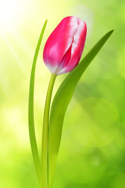 Tulipán fresco con hoja — Foto de Stock