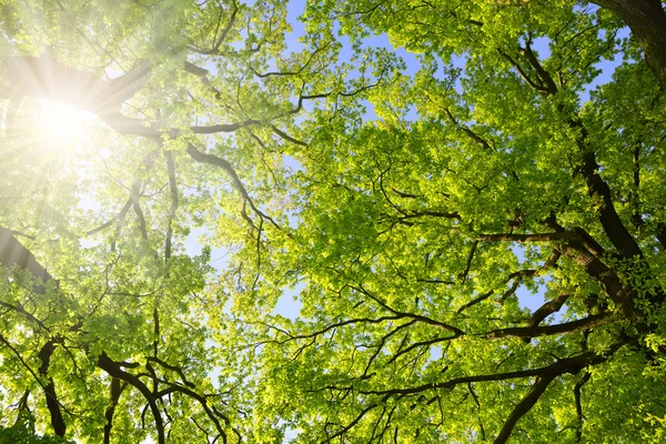 Lush green spring branches of oak tree with sunlight. — Stock Photo, Image