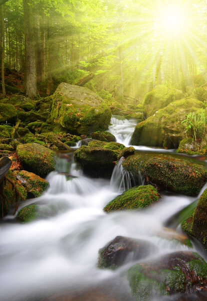 Mountain creek in the National park Sumava