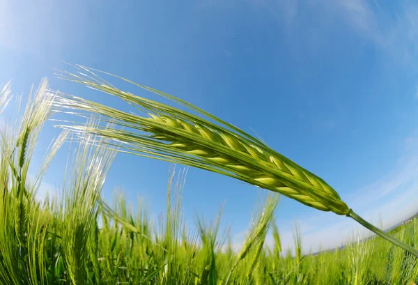 Green barley field in sunny day. — Stock Photo, Image