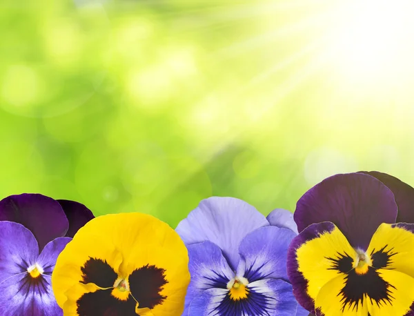 Colorful pansies flower — Stock Photo, Image
