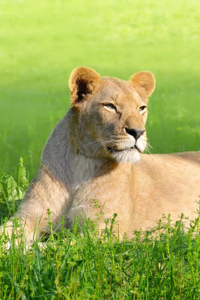 Vrouwelijke Leeuw in gras — Stockfoto