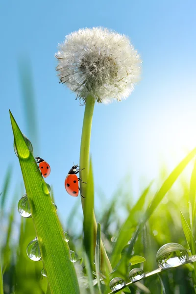 Dente di leone rugiada fiore con coccinelle in erba . — Foto Stock