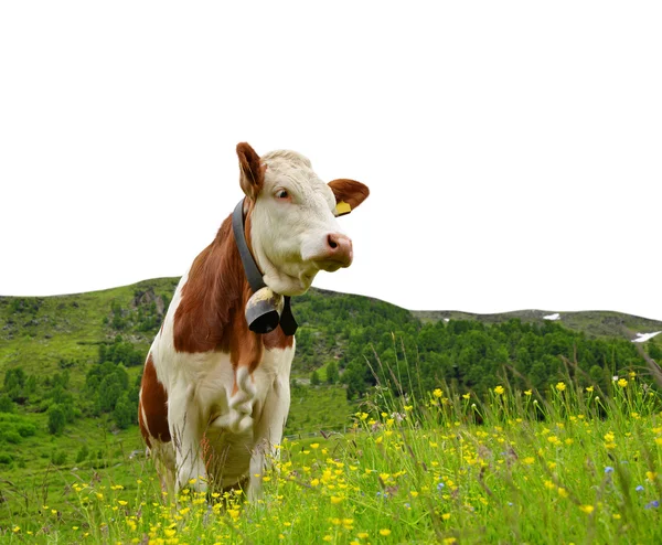 Kuh auf der Weide — Stockfoto