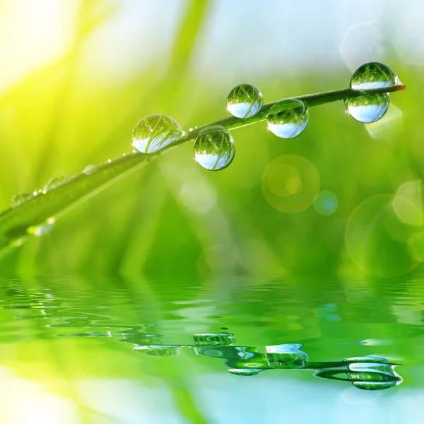 Erba fresca verde con gocce d'acqua primo piano . — Foto Stock