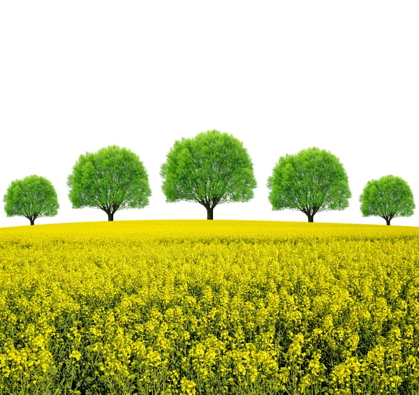 Campo de colza com árvores — Fotografia de Stock