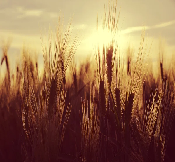 Silhouette di un campo d'orzo — Foto Stock