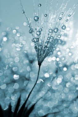 nemli Karahindiba çiçeği 