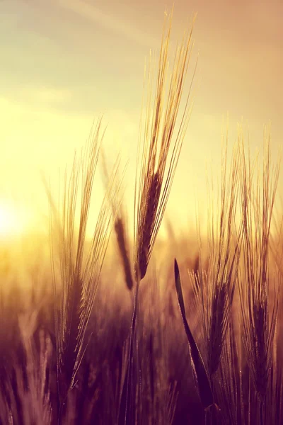 Silhouette di un campo d'orzo — Foto Stock