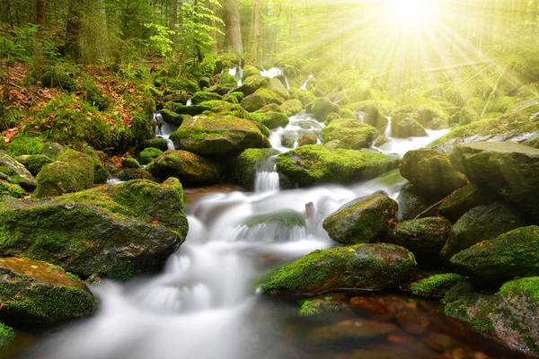 Arroyo de montaña en el parque nacional Sumava — Foto de Stock