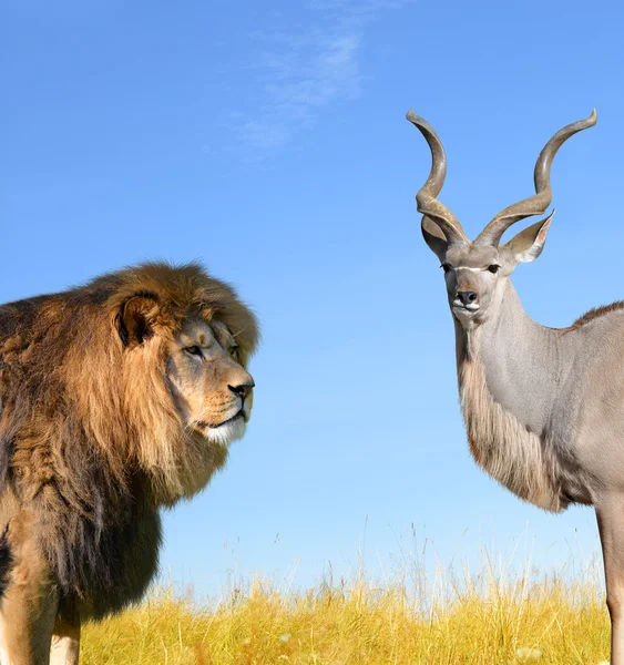 Nagy oroszlán Kudu — Stock Fotó