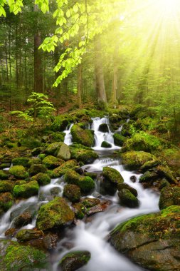 Ulusal parkta Sumava dağ dere
