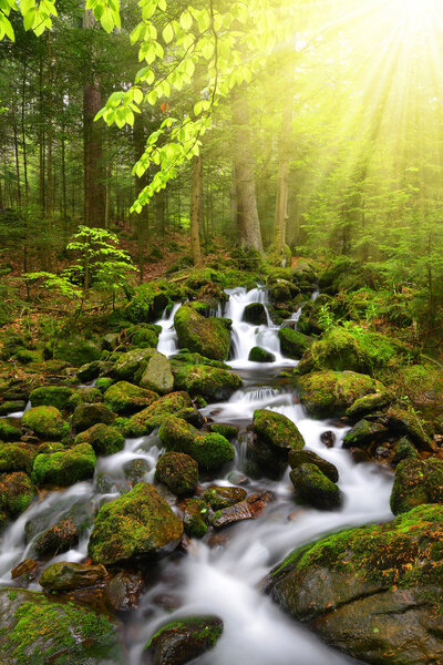 Mountain creek in the National park Sumava